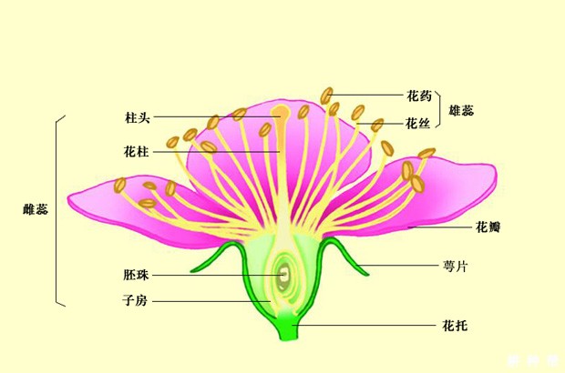 桃树如何人工授粉？