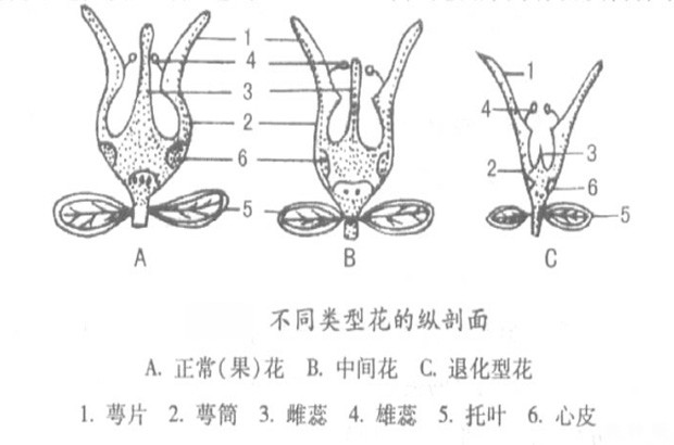 石榴花有什么特点？
