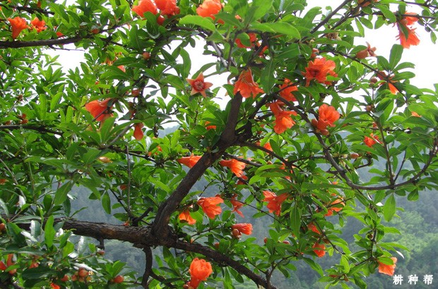 石榴花有什么特点？