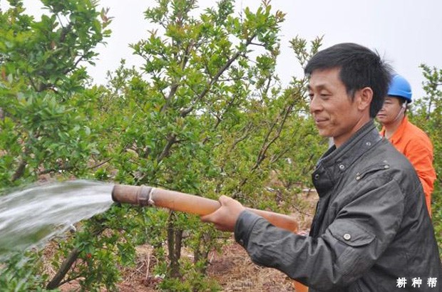 石榴树什么时候浇水好？