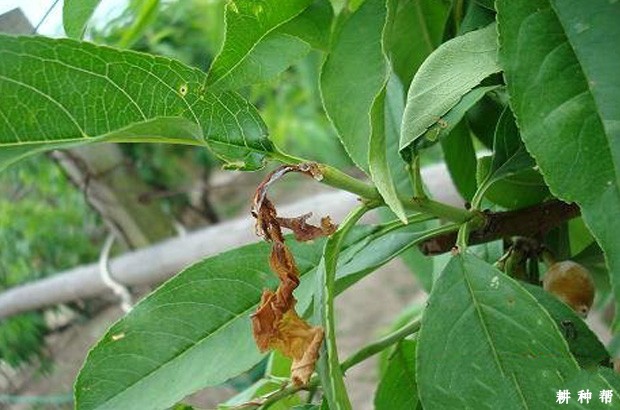 怎么防治桃小食心虫？附图片