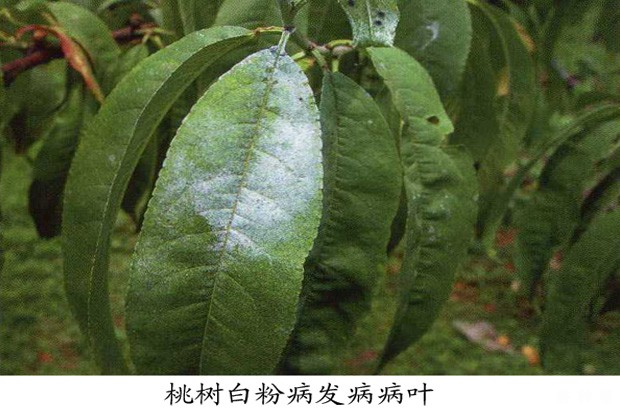 桃树白粉病用什么方法防治？附图片