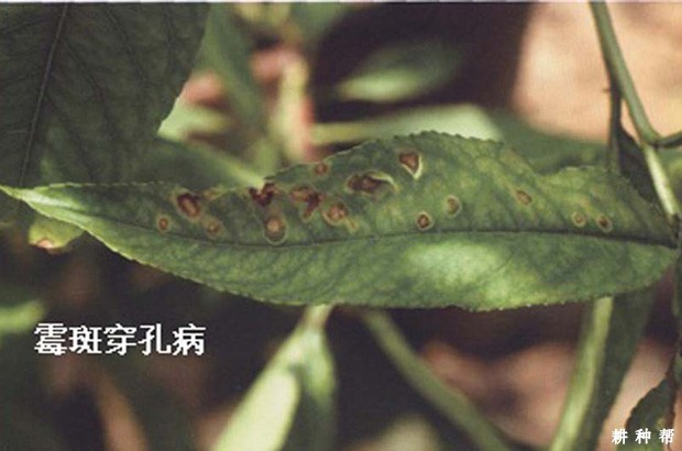 桃树穿孔病如何防治？附图片