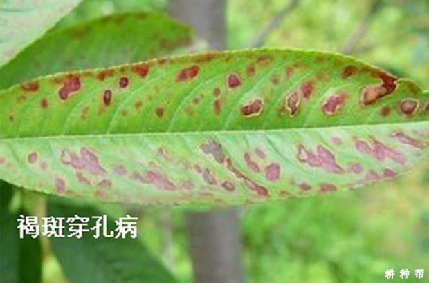 桃树穿孔病如何防治？附图片