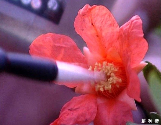 如何给石榴花人工授粉？