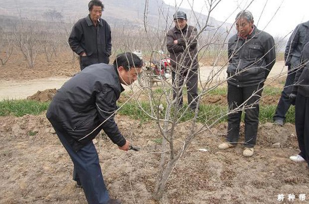 石榴树什么时间修剪，作用是什么？