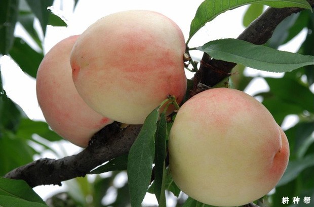 雨花露桃品种好不好？