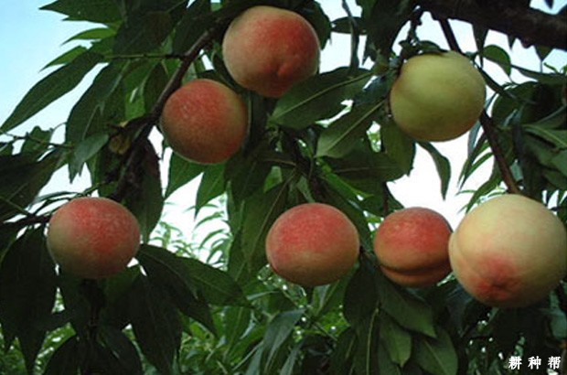 雨花露桃品种好不好？