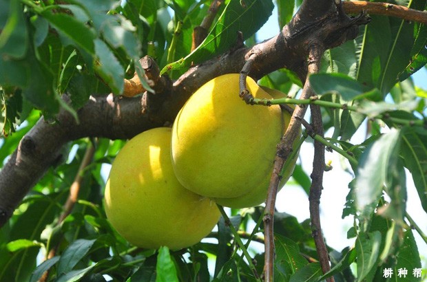 锦绣黄桃品种好不好？