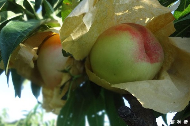 雨花露桃品种好不好？