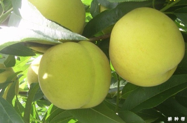金童5号黄桃好不好？