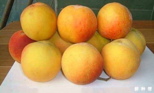 金童5号黄桃好不好？