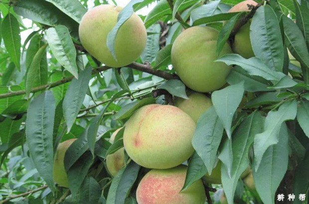 金童5号黄桃好不好？