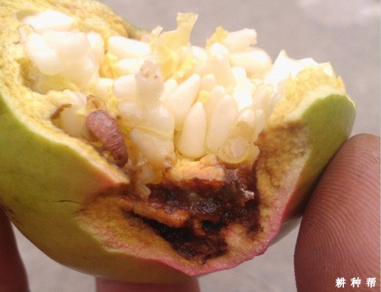 石榴树桃小食心虫怎么防治？附图片