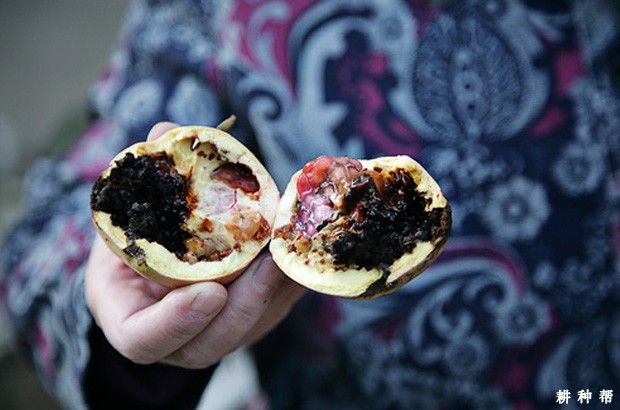 石榴树桃小食心虫怎么防治？附图片