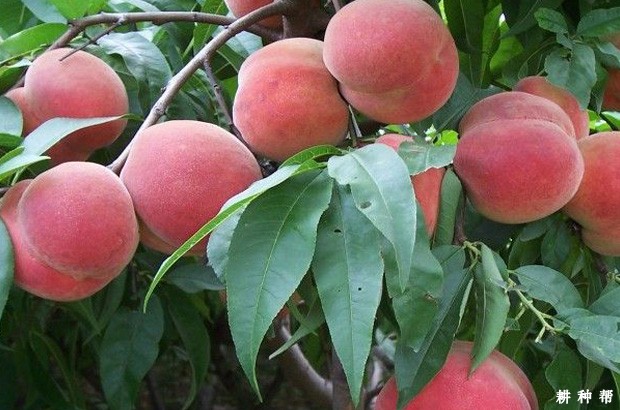 早凤王水蜜桃品种好不好？