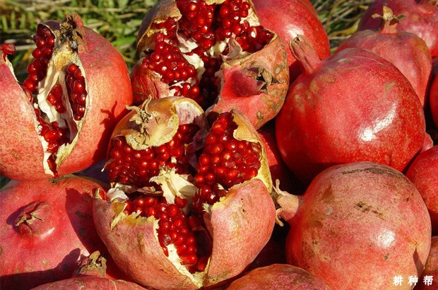 石榴皮有什么功效与作用？