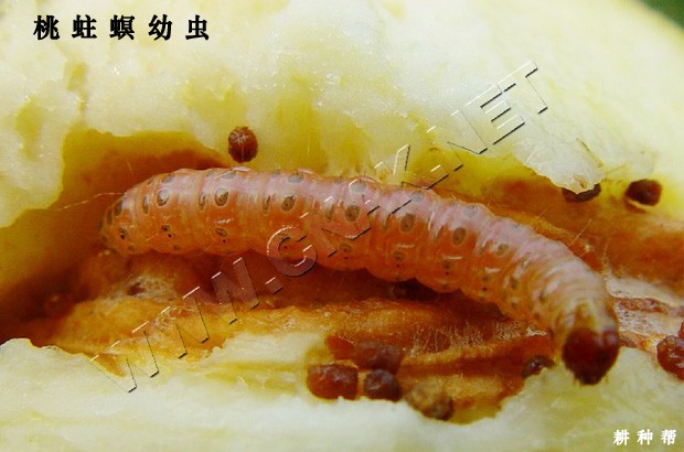 石榴桃蛀螟如何防治？附图片