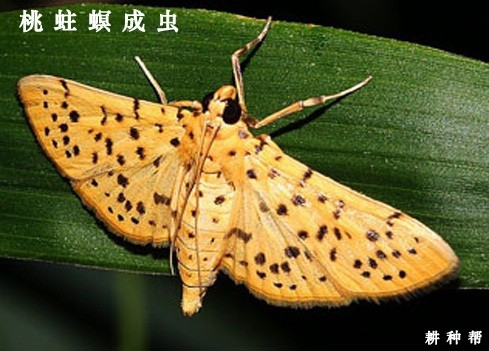 石榴桃蛀螟如何防治？附图片