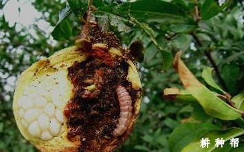 石榴桃蛀螟如何防治？附图片