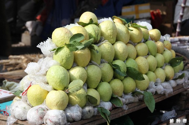 怎么挑选番石榴？