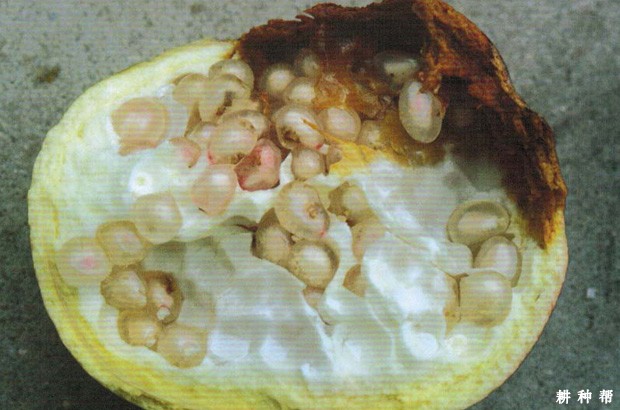 石榴树干腐病如何防治?附图片 石榴树干腐病如何防治?附图片