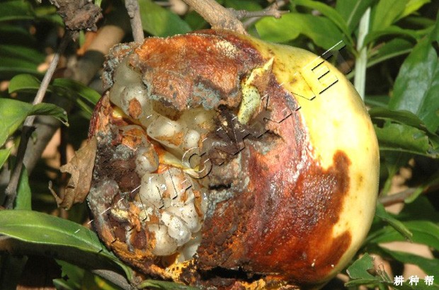 石榴树干腐病如何防治?附图片 石榴树干腐病如何防治?附图片