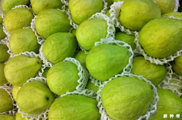 怎么挑选番石榴？