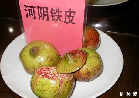 铁皮石榴品种怎么样？