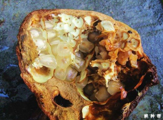 石榴日灼病如何防治？附图片