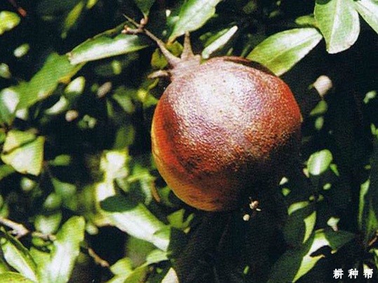 石榴日灼病如何防治？附图片