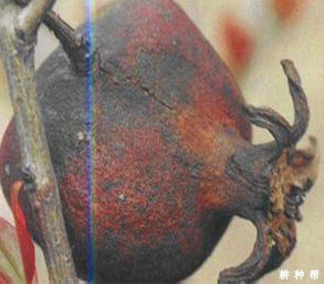 石榴日灼病如何防治？附图片