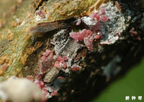 石榴绒蚧如何防治？附图片
