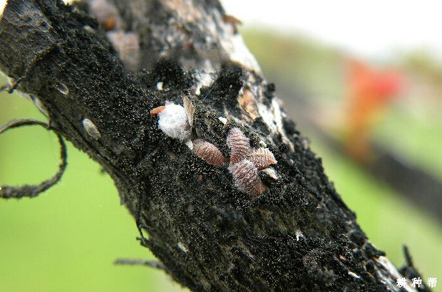 石榴绒蚧如何防治？附图片