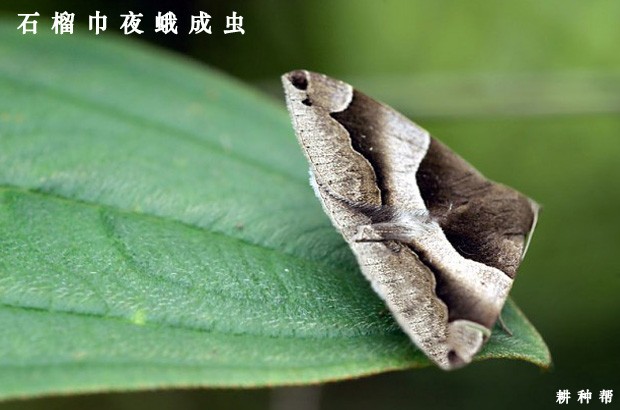 石榴巾夜蛾如何防治？附图片