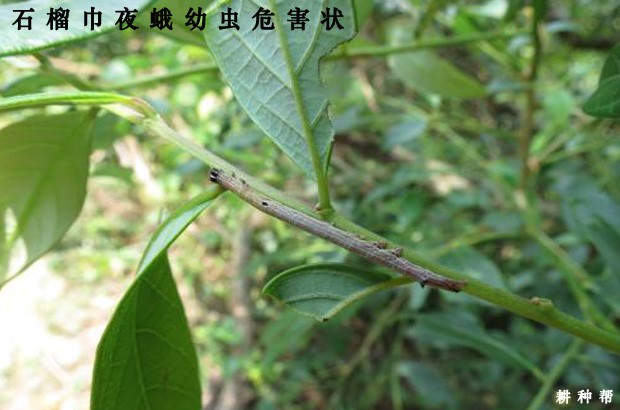 石榴巾夜蛾如何防治？附图片