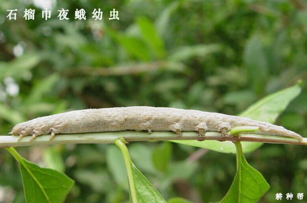 石榴巾夜蛾如何防治？附图片