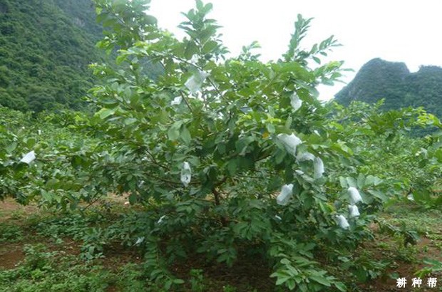 番石榴树怎么修剪？
