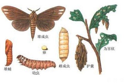 石榴树大蓑蛾如何防治？附图片