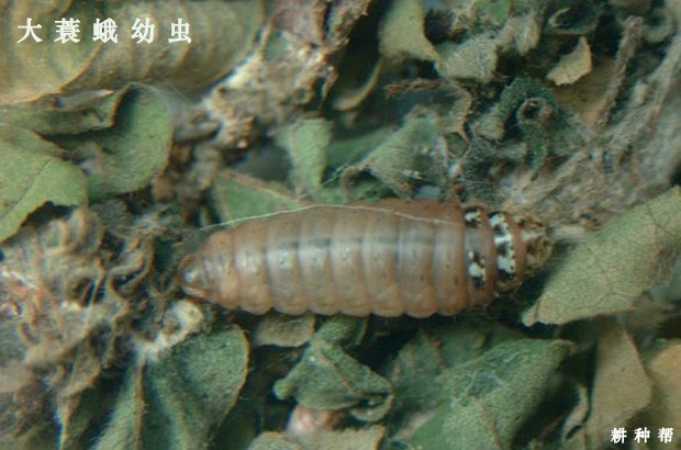 石榴树大蓑蛾如何防治？附图片
