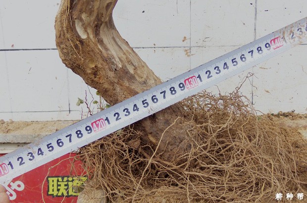 番石榴树生长特点是怎么样？