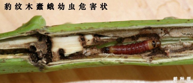 石榴豹纹木蠹蛾如何防治？附图片