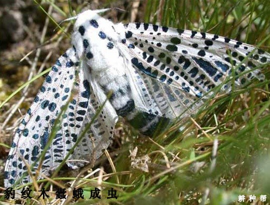 石榴豹纹木蠹蛾如何防治？附图片