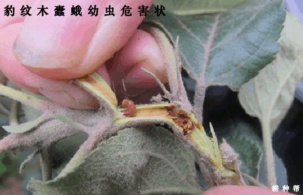 石榴豹纹木蠹蛾如何防治？附图片