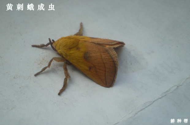 石榴黄刺蛾如何防治？附图片