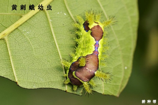 石榴黄刺蛾如何防治？附图片