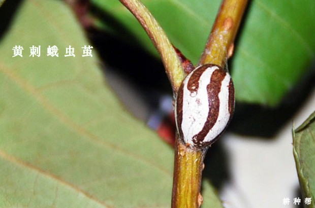石榴黄刺蛾如何防治？附图片