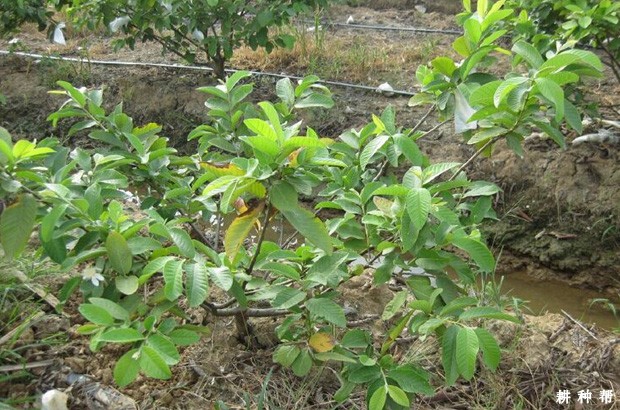 番石榴定植后如何管理？