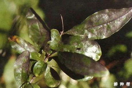 石榴煤污病如何防治？附图片