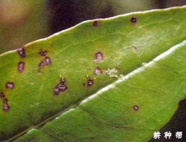 石榴褐斑病如何防治？附图片